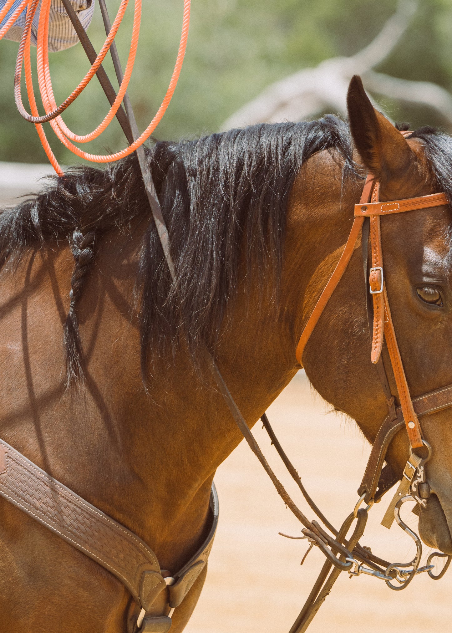 Details of a Stockhorse
