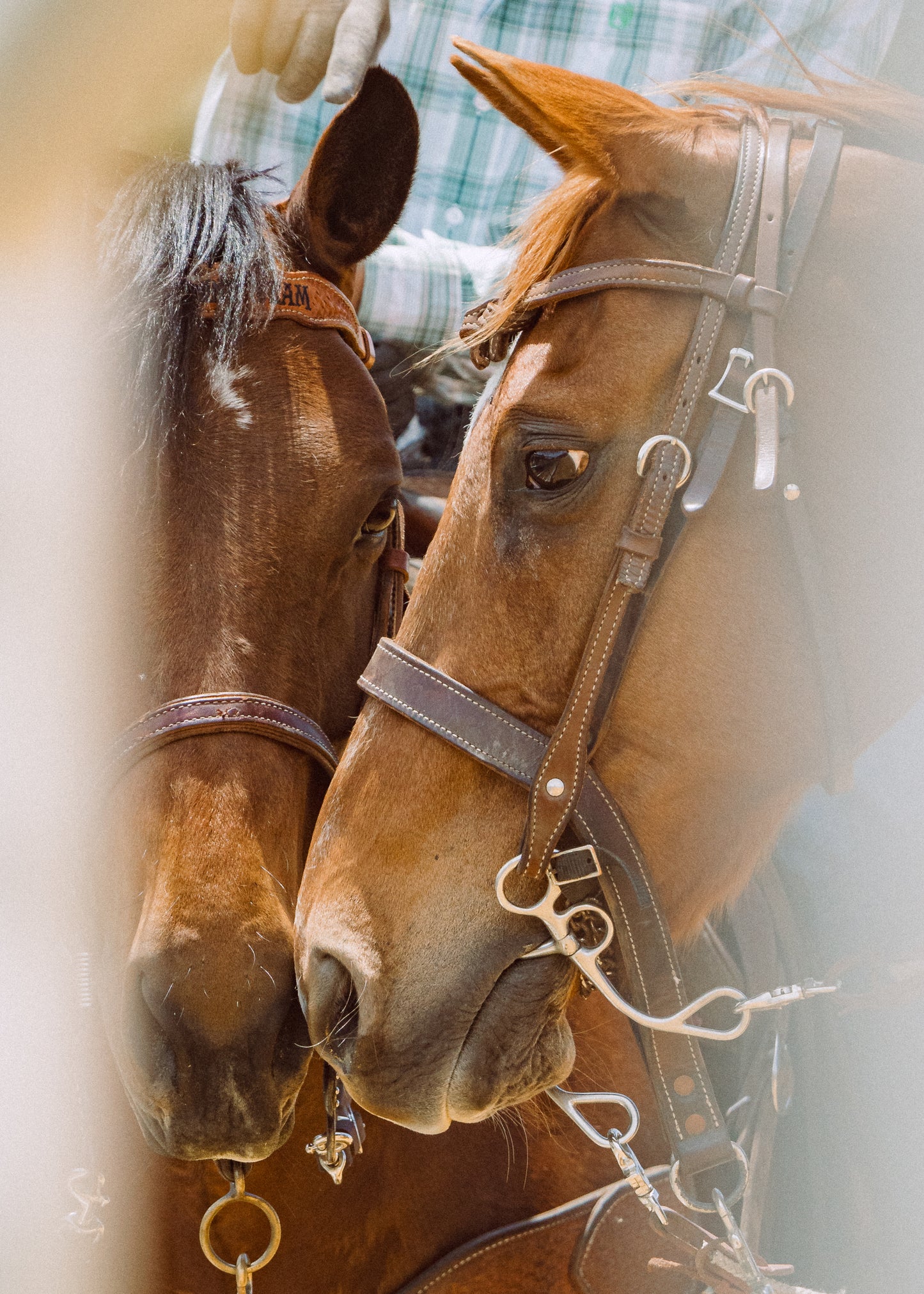 Cow Horse Whispers