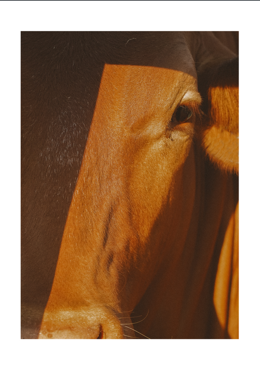 Red Cow Print
