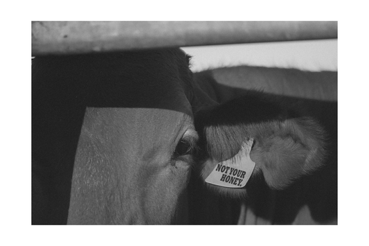 Not Your Honey - B&W